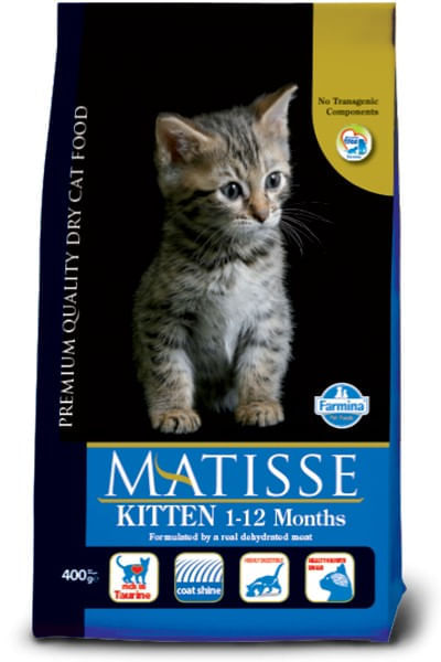 Matisse kitten