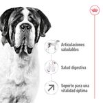 RC-SHN-GiantAdult-CV-1-es-ES-pdf-65df5136d60b9.jpg