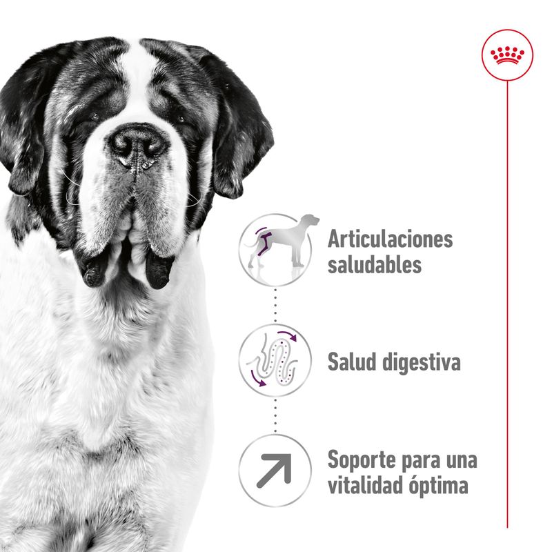 RC-SHN-GiantAdult-CV-1-es-ES-pdf-65df5136d60b9.jpg