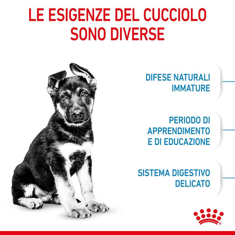 RC-SPT-DRY-MaxiPuppy-CV-2-it_IT.jpg