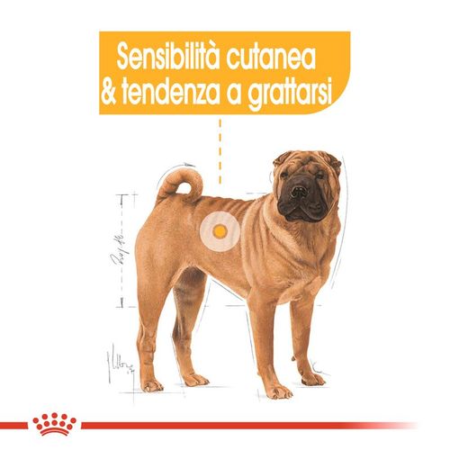 Royal Canin medium dermacomfort