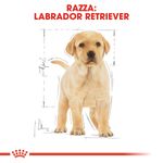 RC-BHN-PuppyLabradorRetriever-CM-EretailKit-4_-it_IT.jpg