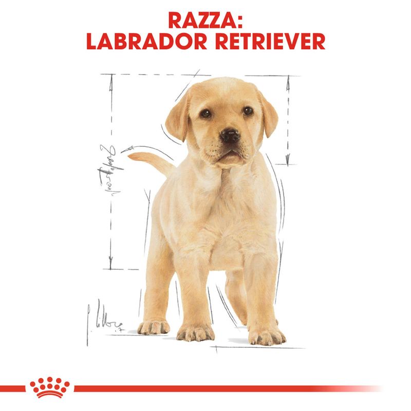 RC-BHN-PuppyLabradorRetriever-CM-EretailKit-4_-it_IT.jpg