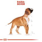 royal-canin-puppy-boxer-alimento-completo-per-cuccioli-fino-a-15-mesi-di-eta-00034709--3-.jpg