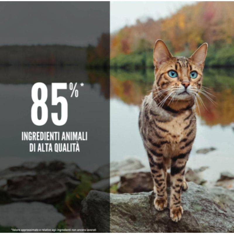orijen-cat-six-fish-10078156--3-.jpg